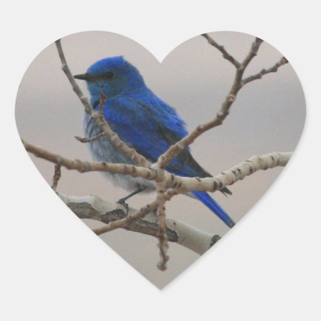 Mountain Bluebird Herz-Aufkleber (Vorderseite)