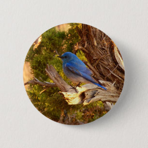 Mountain Bluebird im Nationalpark Arches Button