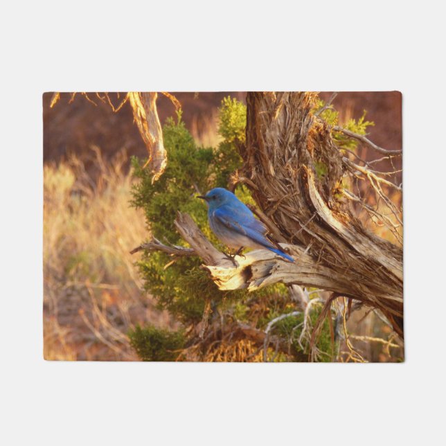 Mountain Bluebird im Nationalpark Arches Fußmatte (Vorderseite)