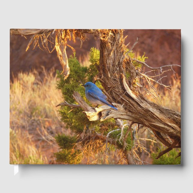 Mountain Bluebird im Nationalpark Arches Gästebuch (Vorderseite)