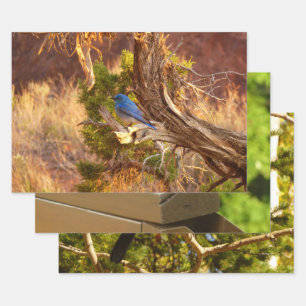 Mountain Bluebird im Nationalpark Arches Geschenkpapier Set