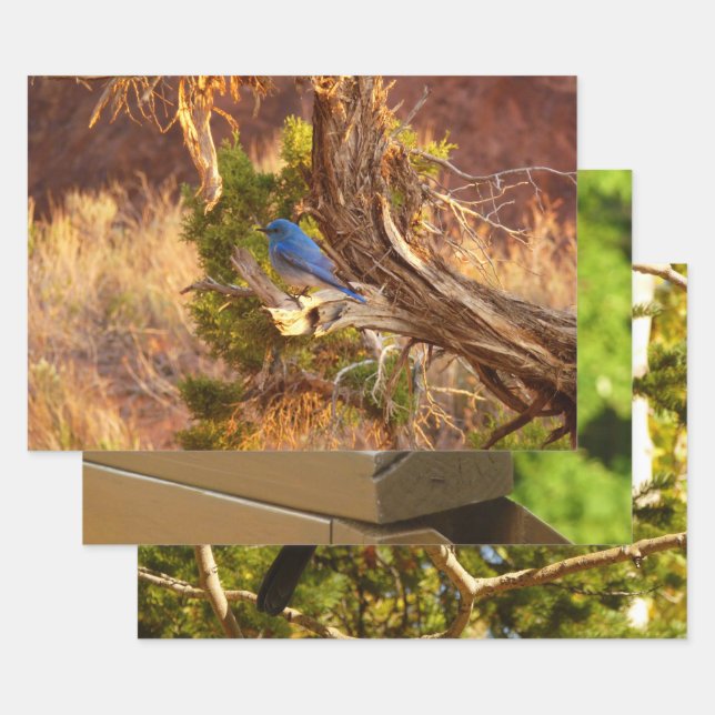 Mountain Bluebird im Nationalpark Arches Geschenkpapier Set (Set)