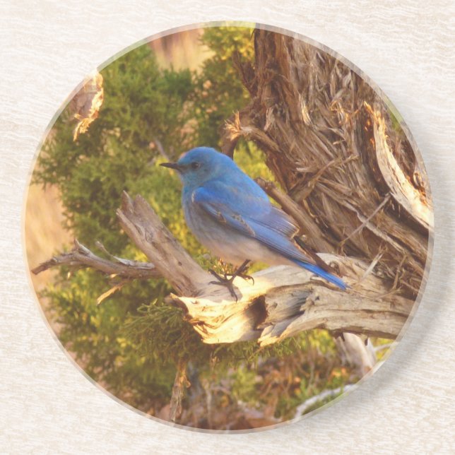 Mountain Bluebird im Nationalpark Arches Getränkeuntersetzer (Vorne)