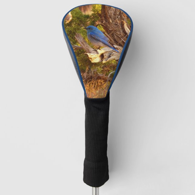 Mountain Bluebird im Nationalpark Arches Golf Headcover (Vorderseite)