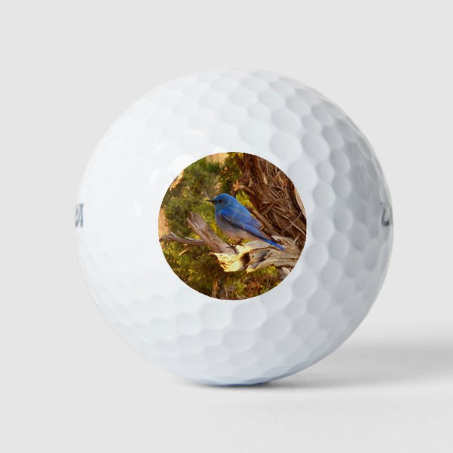 Mountain Bluebird im Nationalpark Arches Golfball (Vorderseite)