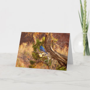 Mountain Bluebird im Nationalpark Arches Karte