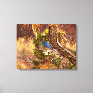 Mountain Bluebird im Nationalpark Arches Leinwanddruck