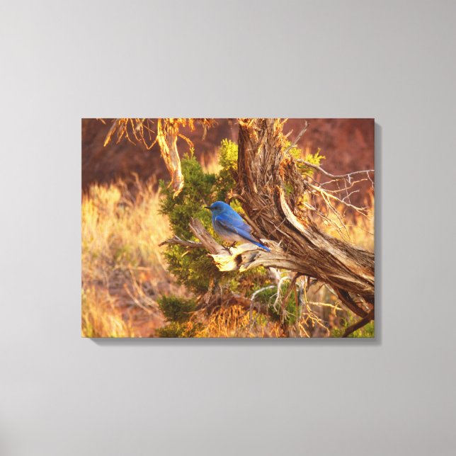 Mountain Bluebird im Nationalpark Arches Leinwanddruck (Vorderseite)