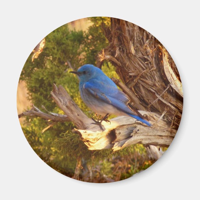 Mountain Bluebird im Nationalpark Arches Magnet (Vorne)