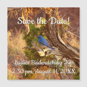 Mountain Bluebird im Nationalpark Arches Magnetkarte