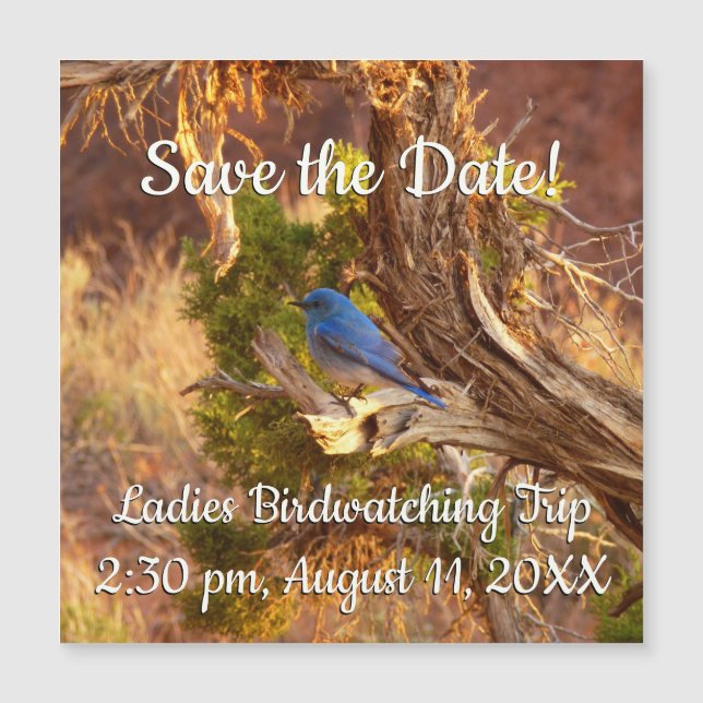 Mountain Bluebird im Nationalpark Arches Magnetkarte (Vorderseite)