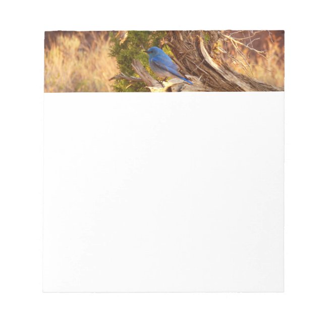 Mountain Bluebird im Nationalpark Arches Notizblock (Vorderseite)