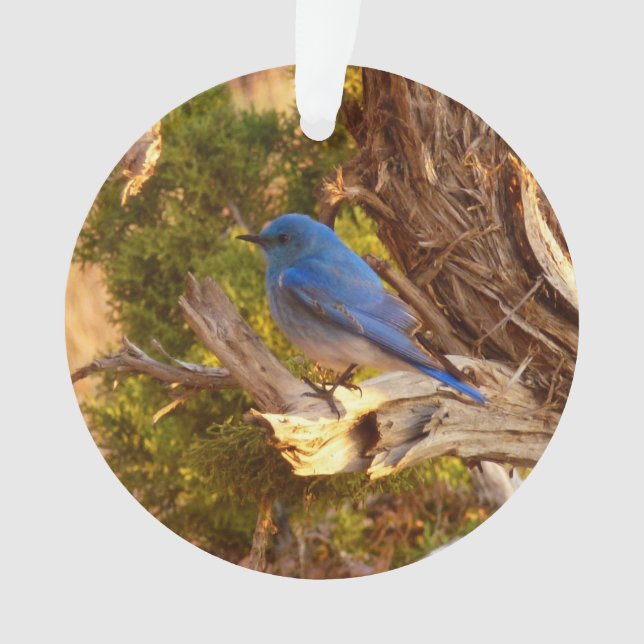 Mountain Bluebird im Nationalpark Arches Ornament (Vorderseite)