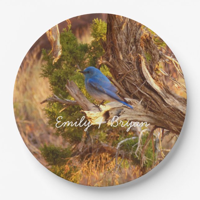 Mountain Bluebird im Nationalpark Arches Pappteller (Vorderseite)