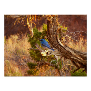 Mountain Bluebird im Nationalpark Arches Poster
