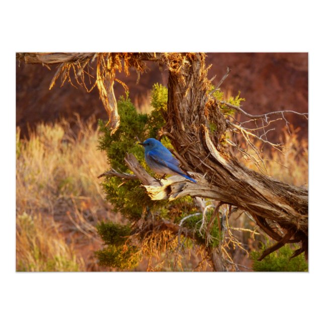 Mountain Bluebird im Nationalpark Arches Poster (Vorderseite)