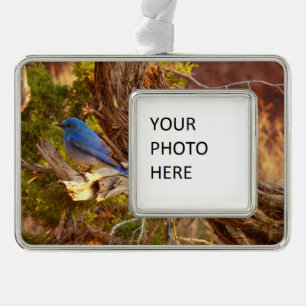 Mountain Bluebird im Nationalpark Arches Rahmen-Ornament Silber