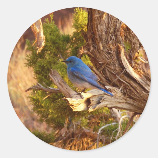 Mountain Bluebird im Nationalpark Arches Runder Aufkleber (Vorderseite)