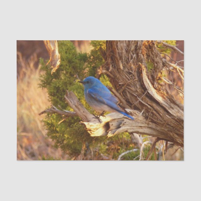 Mountain Bluebird im Nationalpark Arches Seidenpapier (Vorderseite)