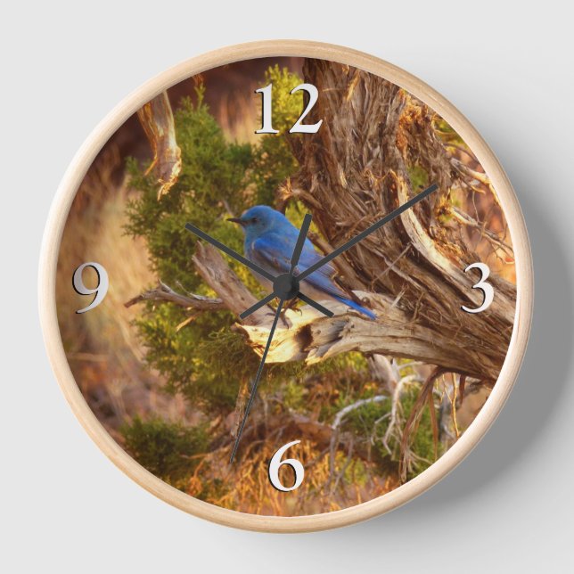Mountain Bluebird im Nationalpark Arches Uhr (Vorderseite)