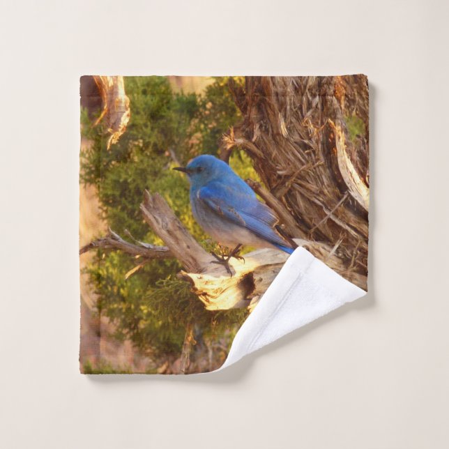 Mountain Bluebird im Nationalpark Arches Waschlappen (Waschlappen)