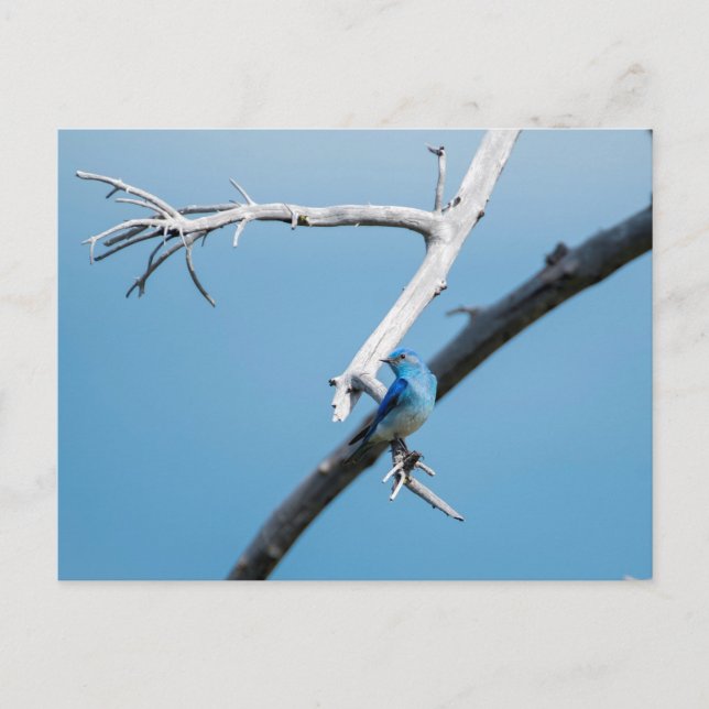 Mountain Bluebird Postkarte (Vorderseite)