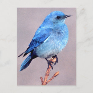Mountain Bluebird Wildlife Series # 2 Carte postal