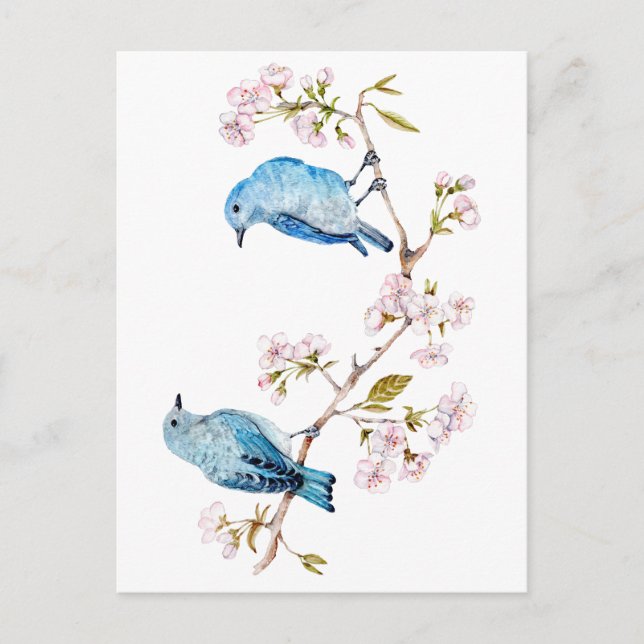 Mountain Bluebirds auf der Zweigstelle Sakura Postkarte (Vorderseite)
