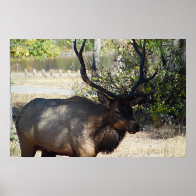 Mountain Bull Elk Foto Nature Wall Poster Mancave (Vorne)