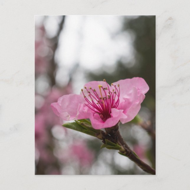 Mountain Cherry Blossom Wildblume Postkarte (Vorderseite)