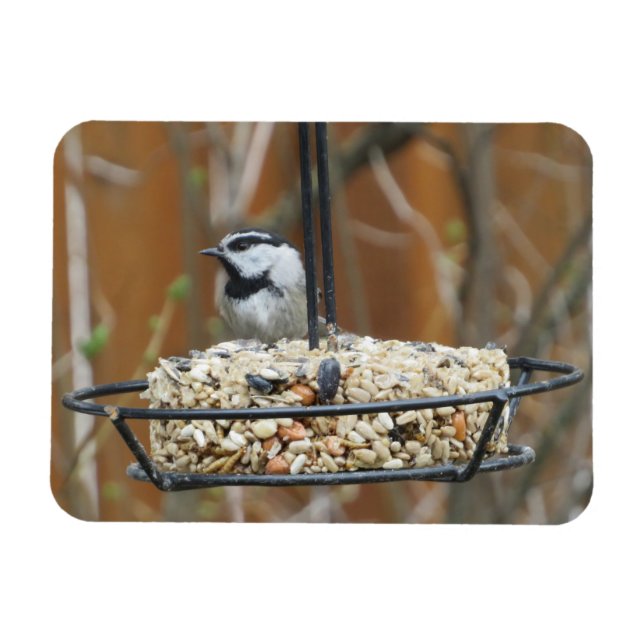 Mountain Chickadee am Feeder Magnet (Horizontal)