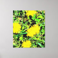 Mountain Dandelions Foto aus Ottawa Kanada