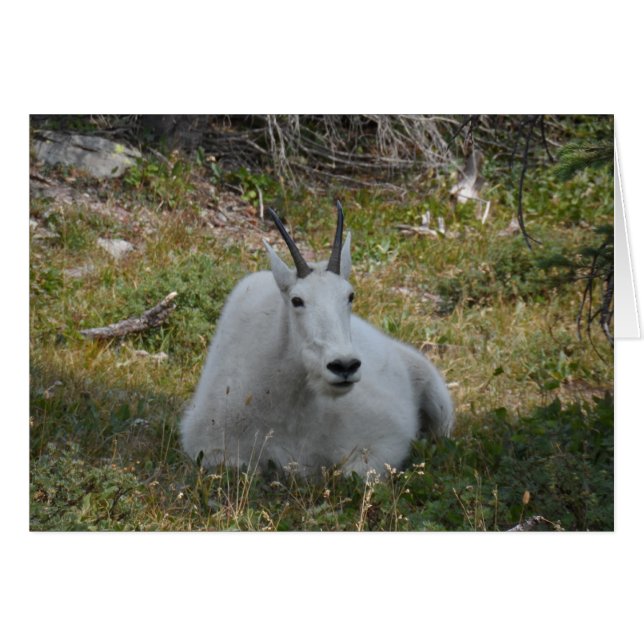 Mountain Goat - Glacier Nationalpark (Vorderseite (Horizontal))
