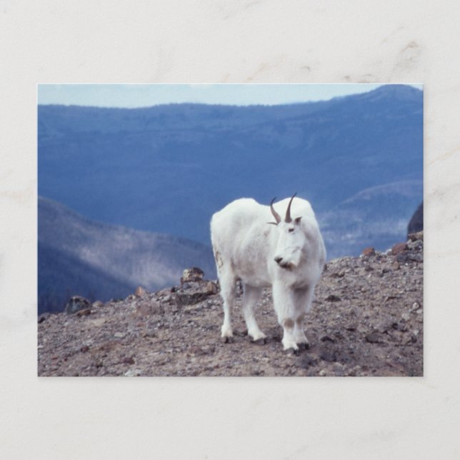 Mountain Goat Wildlife Series # 11 Carte postale (Devant)