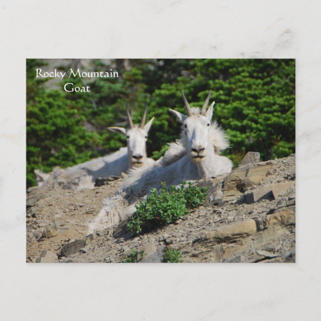 Mountain Goats on Rock Ledge Wildlife Series # 18 Postkarte (Vorderseite)