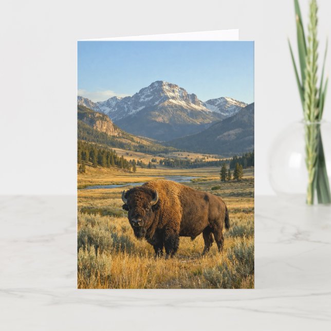 Mountain Landscape American Bison Blank Karte (Vorderseite)