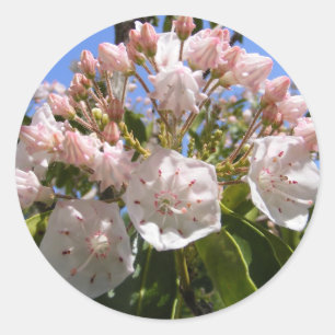 Mountain Laurel 46 ~ Aufkleber