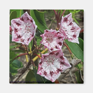 Mountain Laurel Blume Magnet