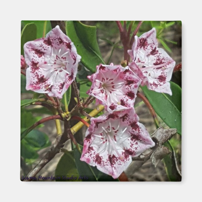 Mountain Laurel Blume Magnet (Vorne)