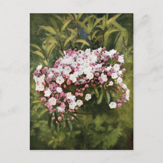 Mountain Laurel Blume Postkarte