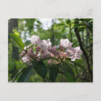 Mountain Laurel Wildblume Postcard