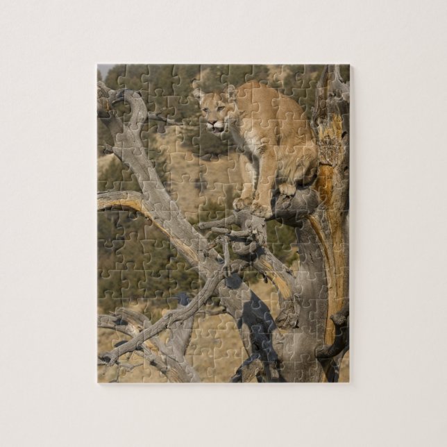 Mountain Lion, aka puma, cougar; Puma concolor, 2 (Vertikal)