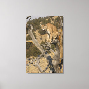 Mountain Lion, aka puma, cougar; Puma concolor, 2 Leinwanddruck