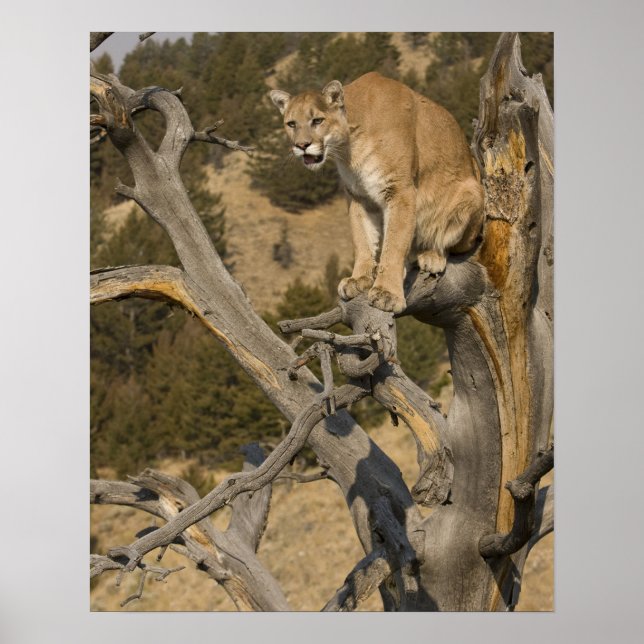 Mountain Lion, aka puma, cougar; Puma concolor, 2 Poster (Vorne)