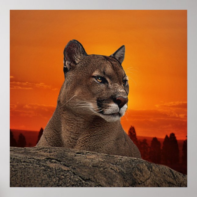 Mountain lion at sunset poster (Vorne)