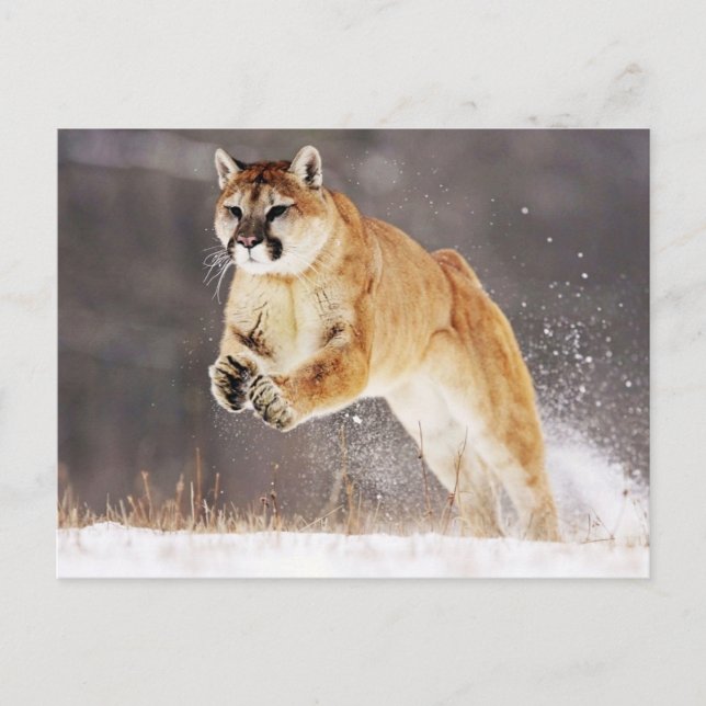 Mountain Lion (Cougar) Postkarte (Vorderseite)