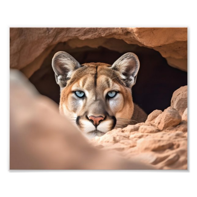 Mountain Lion Foto Print (Vorne)