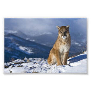 Mountain Lion Foto Print