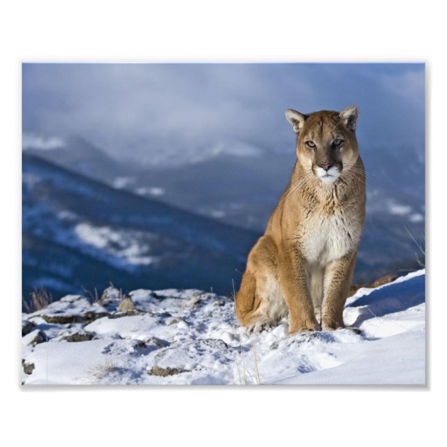 Mountain Lion Foto Print (Vorne)