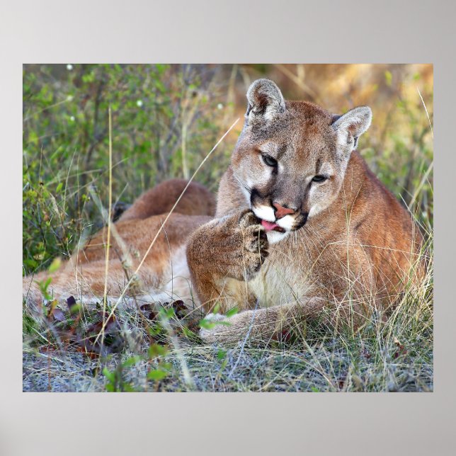 Mountain Lion - Hmmm Poster (Vorne)